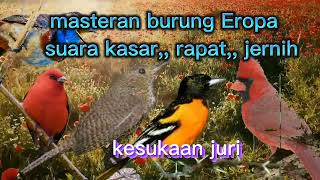 masteran rapat burung eropa