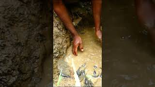 #catch fish #Riell fish #shortvideo