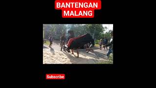 Bantengan mboiz #shorts #viral #trending