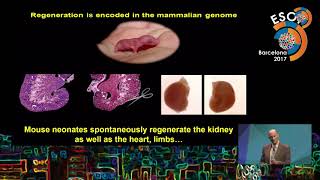 ESOT2017 Approaches to combat disease and aging - Juan Carlos Izpisua Belmonte