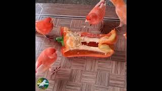 Canários belgas vermelhos,  #pimentão #alimentação #vermelho #canary #aves #canariobelgacantando