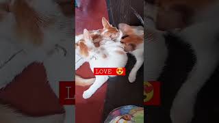 Siblings cuddling each other video completion ❤️❤️❤️#shorts #cat #viral