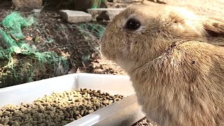 Rabbit that can't stop sneezing