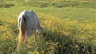 Les cheveaux dans la prairie