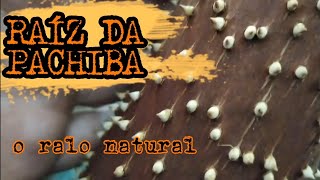 PARA QUE SERVE A RAÍZ DA PACHIBA???   E A PLANTA UBIM, USADA PARA COBRIR CASAS.