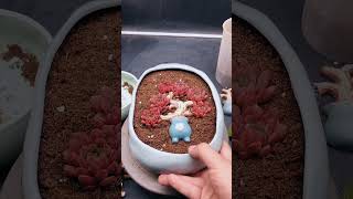 Succulent DIY ideas | 多肉植物| 다육이들 | Suculentas #Shorts