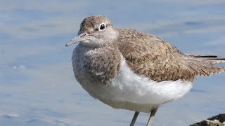 Common Sandpiper - Slimbridge - August '23 4K