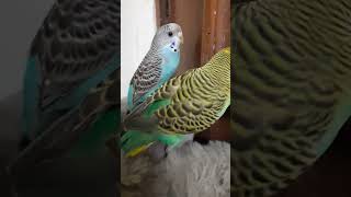 Budgies Love | Pet Lover | Naughty Budgies | Australian Birds