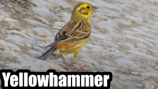 Yellowhammer (Emberiza citrinella)