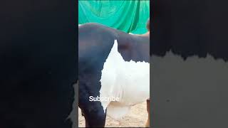 Mashallah ablak of h.f Cattle farm #cow #cattles #cattlefarm #viral #trendingshort #youtubeshorts #c