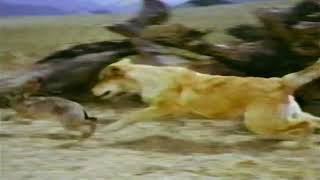 Closing To Old Yeller 1991 VHS