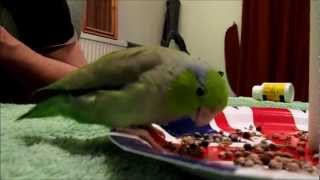 Parrotlet, Valentino Celbrates His 1st Birthday