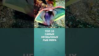 Топ 10 самых необычных рыб мира #рыба #топ10 #комарик #интересное #шортс #shorts