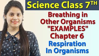 Breathing in Other Organisms - Chapter 6 - Respiration in Organisms - Science Class 7th NCERT