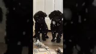 Puppies Take Out An AT-AT!!