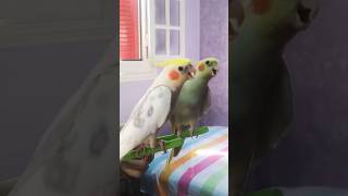 cockatiel singing, cockatiel sounds, cockatiel bird, cockatiel song, Chirping bird, sounds bird 🪗🎤🎧