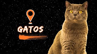 10 FATOS SOBRE GATOS EXPLICADOS | ENTENDA ALGUMAS CARACTERISTICAS