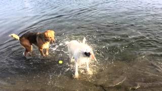 Buddy and Molly the white lab swimming