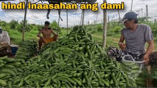 4th HARVEST NG AMPALAYA NAKA-780 KILOS NA