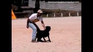 FlashBack - Stuka ( Rottweiler )