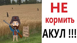 ПРИКОЛЫ! НЕ КОРМИТЬ АКУЛ!!! Угарные МЕМЫ, смешные истории от Доми шоу