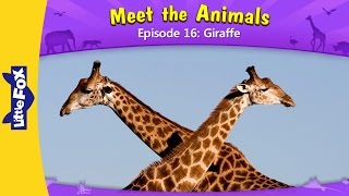 Meet the Animals 16 | Giraffe | Wild Animals | Little Fox | Animated Stories for Kids