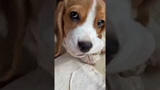 Beautiful Beagle🐶 puppy eating Bone🤤 | EI vlogs | #shorts