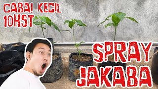 Spray JAKABA Cabai 10 HST