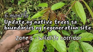 Native trees for ecosystem restoration | Zone 5 - wildlife corridor| Permaculture