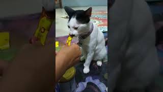 Me O Creamy, snack kesuakaan kucing