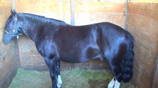 Caballos chilenos en  remate criadero Laderas de Llanquihue