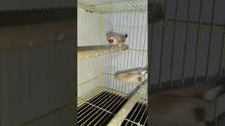 Healthy and active pair of long tail finch | Long Tail Finches