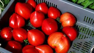 Vidéo tomates  3:  Objectif 50 kg sur 5,4 m²: déjà 40 kg !