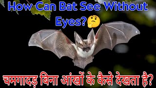 चमगादड़ बिना आंखों के कैसे देखता है? | How Can Bat See Without Eyes?