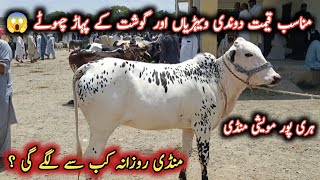 Beautiful 2 Teeth Cows And Buffaloes Latest Prices On Haripur Maweshi Mandi || My Life Channel