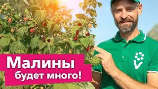 КАК ОБРЕЗАТЬ МАЛИНУ НА ЗИМУ? ДВОЙНОЙ УРОЖАЙ малины при такой обрезке осенью!