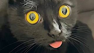 Funny Cats 2024 😹Cat Funny Videos − Funny Cats