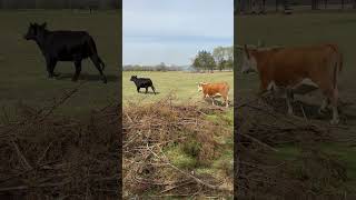 Cows and calves love the warm weather down here in Mississippi #farmlife