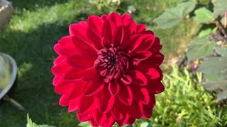 Dollar store dahlia