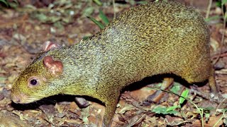 COTIA esconde e planta sementes de bacupari - Dasyprocta azarae