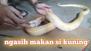 PENGEN NYA DI SUAPIN MULU