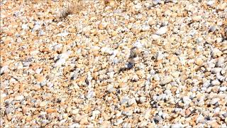 Oystercatcher Chick down bank