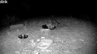 Bluff Babies Enjoying The Water Dish & Playing