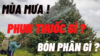 MÙA MƯA PHUN THUỐC GÌ  BÓN PHÂN GÌ