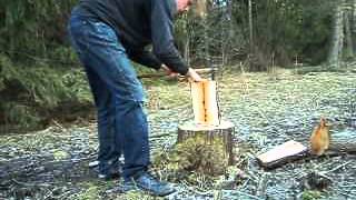 splitting goat willow