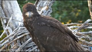 Redding Eagles~ 2024 June, 13 ~ Poisoned Food? Missing Luna? Inseparable? What's Wrong With U, Sol!?