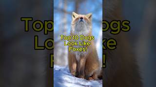 Top 10 Dogs Look Like Foxes!