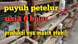 puyuh petelur usia 6 bulan produksi nya masih stabil 90%