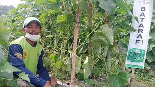 Testimoni Sahabat tentang Mentimun BATARA F1 dari Cap Panah Merah di Lampung Timur #timun #rujak