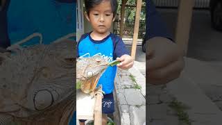 Iguana makan pagi #shorts #iguana #iguanalovers #iguanalove #lizard #reptile #makananiguana